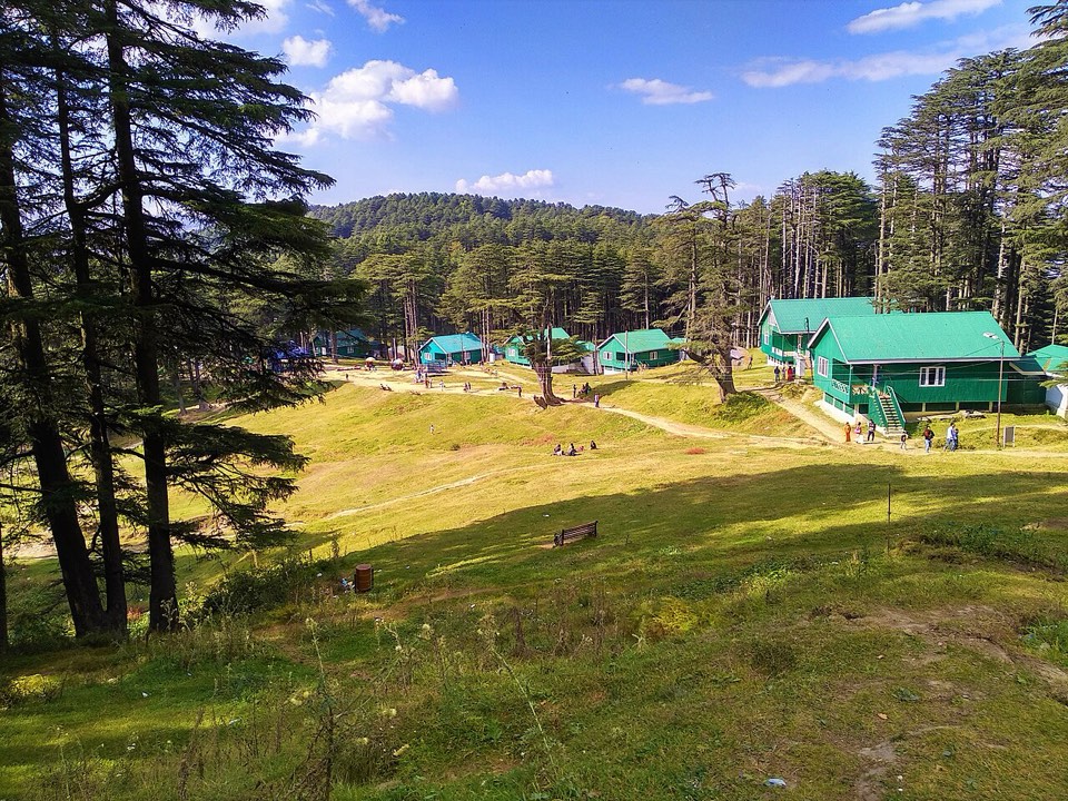 Pine meadow at Patnitop near Udhampur